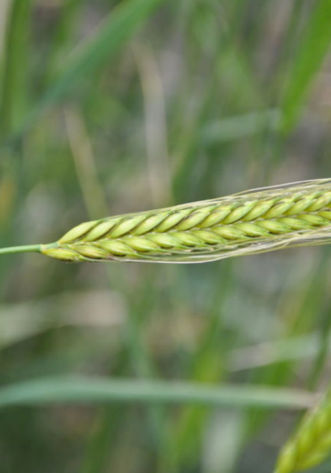 Photo Credit: Prairie Garden Seeds